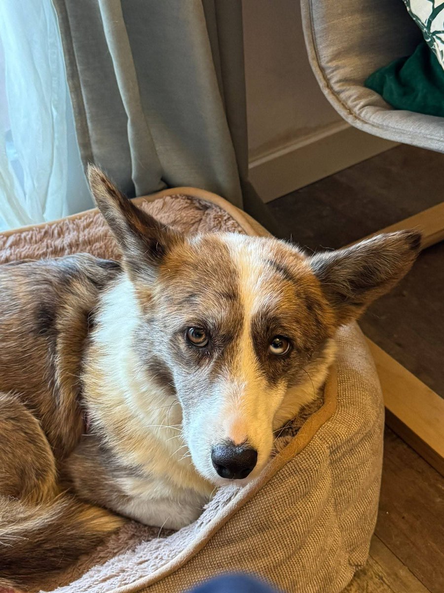 areagossosbdn's tweet photo. 🆘🆘¡¡ATENCIÓN!!🆘🆘
FRIDA se ha perdido en #Terrassa #Barcelona
Lleva la correa puesta,  se asusta con facilidad.
Ha sido vista en la riera de #Matadepera, pero no se ha dejado coger.
Si la ves contacta.
📞 665 084 910
Máxima difusión.
, 📣📣📣
#XarxaBarcelonaPerduts
#FemXarxa https://t.co/APdt1ddXbc