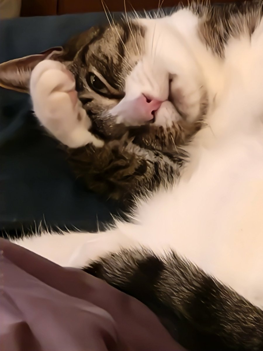 callmemo616's tweet photo. @PeSt64 Happy cat naps! https://t.co/Ni68Y5Bnob