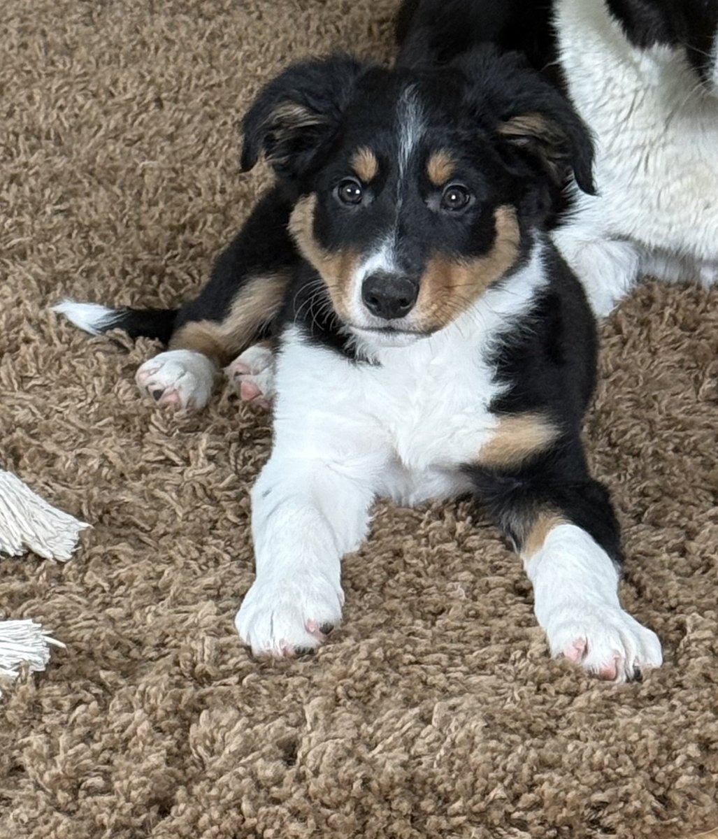 millypod1's tweet photo. 🆘6 JULY 2026 #STOLEN Crofters Pup #ScanMe
#Lost Border Collie Male 
#Dores #Inverness #Scotland #IV2 6TX 
nr by #LochNess #B852 #B862
https://t.co/BBu7ZR6Fzx https://t.co/GMzbOPoveV