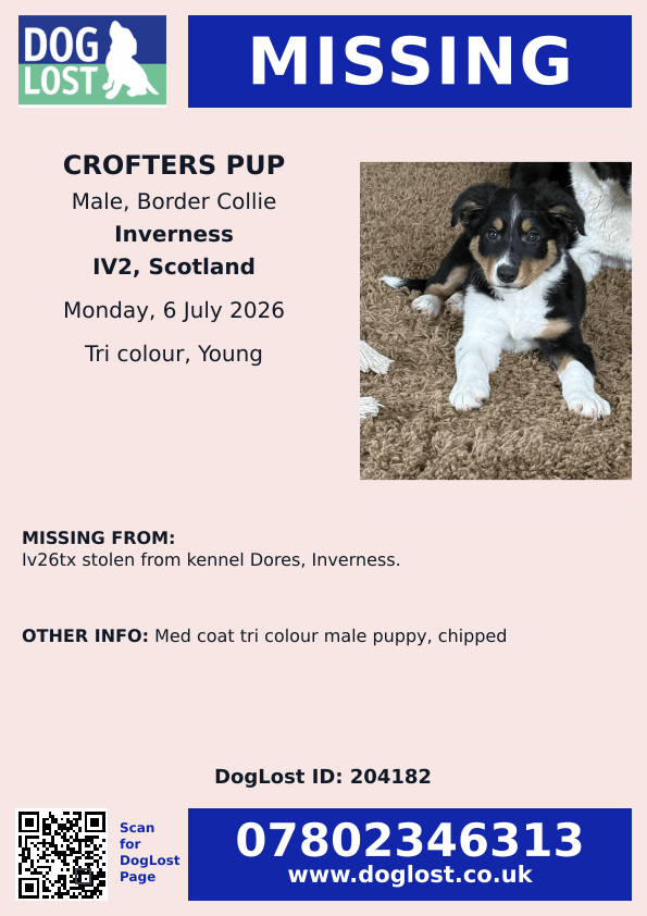 millypod1's tweet photo. 🆘6 JULY 2026 #STOLEN Crofters Pup #ScanMe
#Lost Border Collie Male 
#Dores #Inverness #Scotland #IV2 6TX 
nr by #LochNess #B852 #B862
https://t.co/BBu7ZR6Fzx https://t.co/GMzbOPoveV