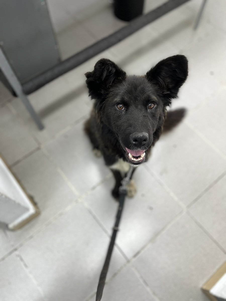 HELA_MORE's tweet photo. Ya solo nos faltan 8 padrinos de 100 pesos y podríamos pagar los gastos veterinarios de ayer.
¿Les dan una patita? 🥹🙏🏼 https://t.co/41NlFusBGr