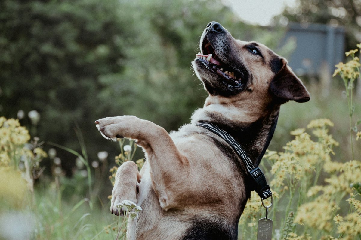 BrothersTreats's tweet photo. Get excited, have some fun & eat an extra treat…we’ve made it to Friday afternoon!!! #BrothersForLifeTreats #LongLifeForDogs https://t.co/wAcLGloWAP