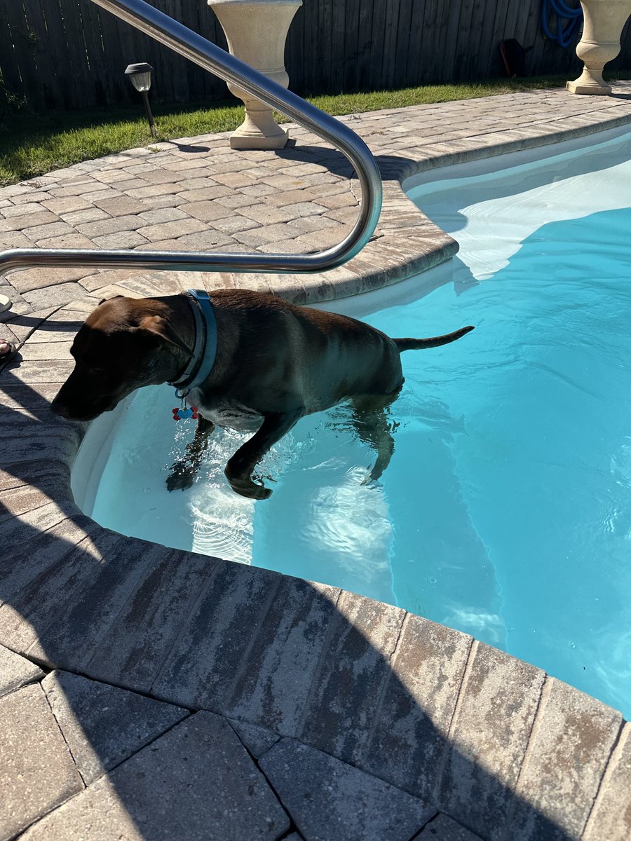 TealHaven's tweet photo. Afternoon swim with Hershey.  Onyx is in the air conditioned area 🐾🩵
#DogDayAfternoon 
#AdoptDon’tShop https://t.co/iz8HzMdaIE