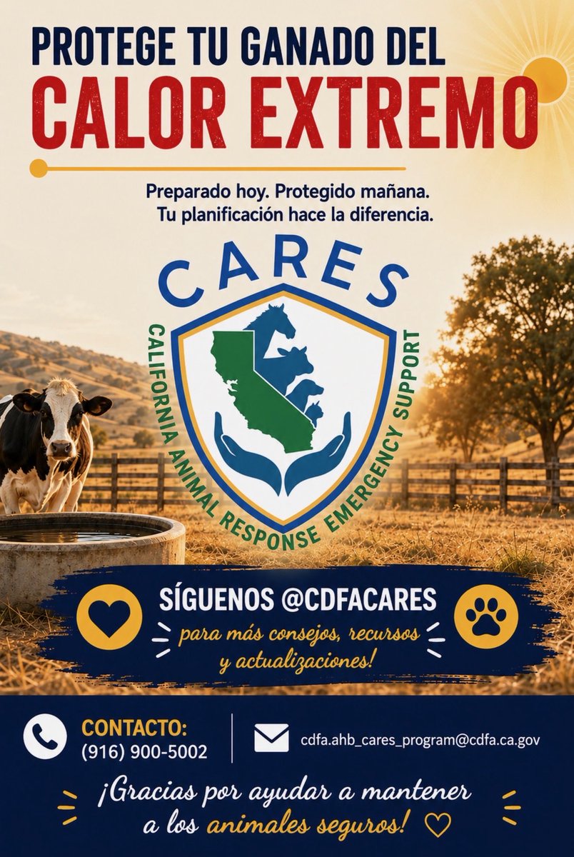cdfa_cares's tweet photo. A medida que aumentan las temperaturas, los ganaderos deben prepararse para el estrés térmico en el ganado.

Proporcione sombra, agua limpia y observe a los animales para detectar señales de estrés térmico durante el día.

#SeguridadGanadera #EstresPorCalor #CARES #SaludAnimal https://t.co/oCYsH8BMMS
