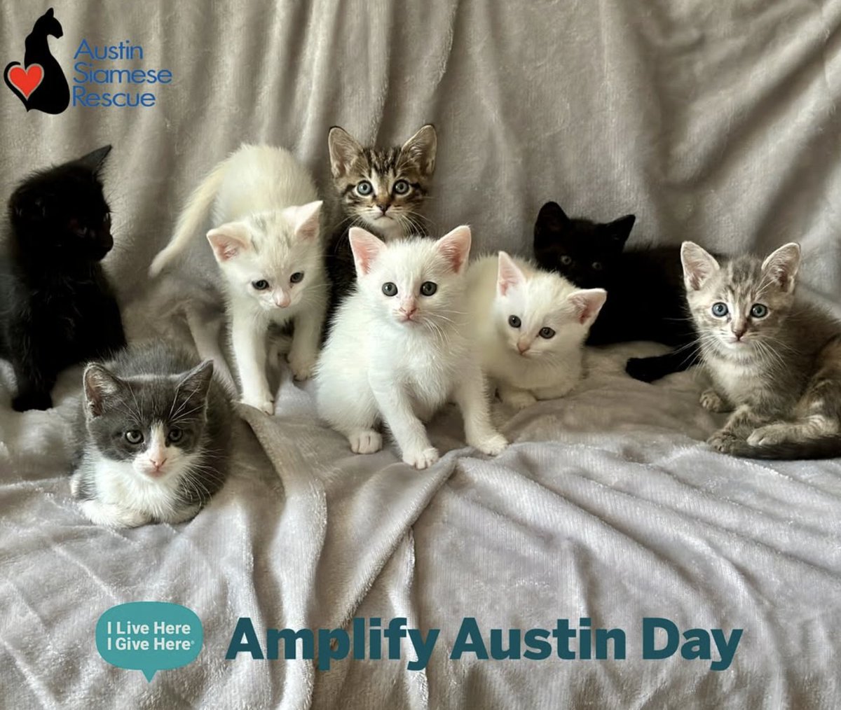 ATXsiameseRescu's tweet photo. Amplify Austin Day is almost here — and your donation goes even further!

As we head into Amplify Austin Day, we are excited to share that Austin Siamese Rescue is eligible for a $25,000 incentive fund for Animal Care & Services organizations, thanks to a generous anonymous donor

This incentive is not a dollar-for-dollar match, but is shared pro-rata based on how much each rescue raises. That means every donation helps increase our share of this incentive fund — and directly supports our cats and kittens.

With kitten season right around the corner, these funds are critical. They help us stock up on medications, medical supplies, and veterinary care so we’re ready when kittens arrive sick, injured, or in urgent need — just like so many we cared for last year.