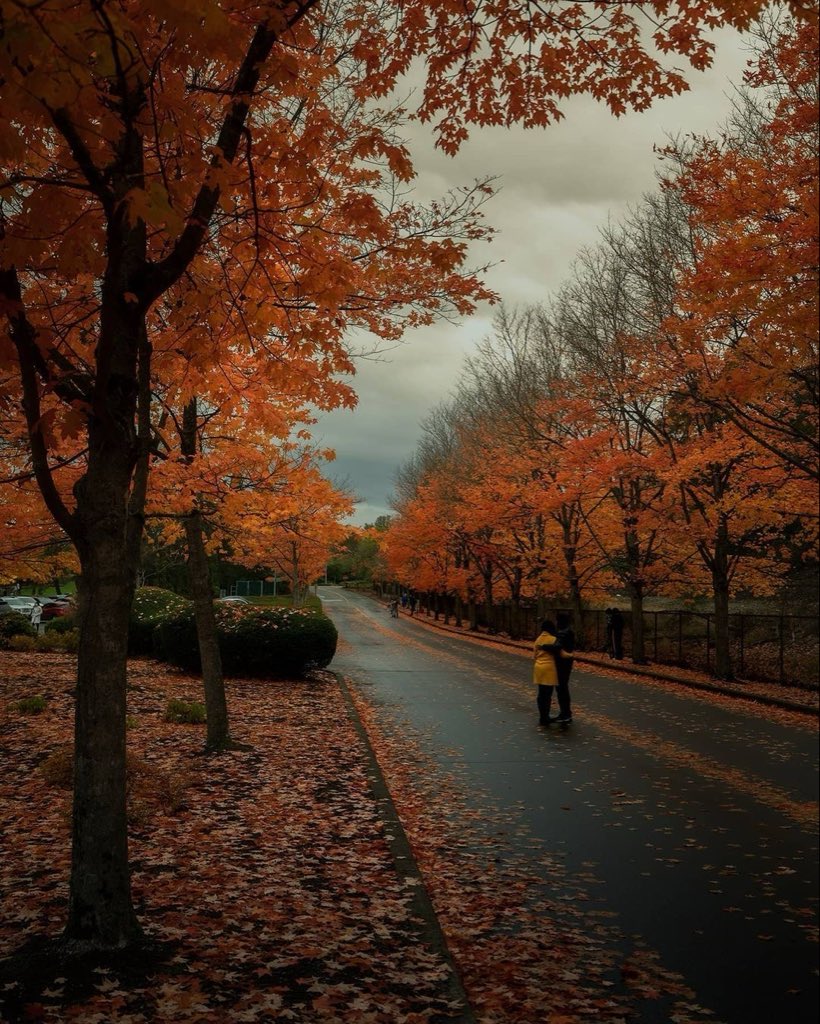 spooky_nature's tweet photo. autumn rain 🍂 🌧️ https://t.co/fREq77LdrQ