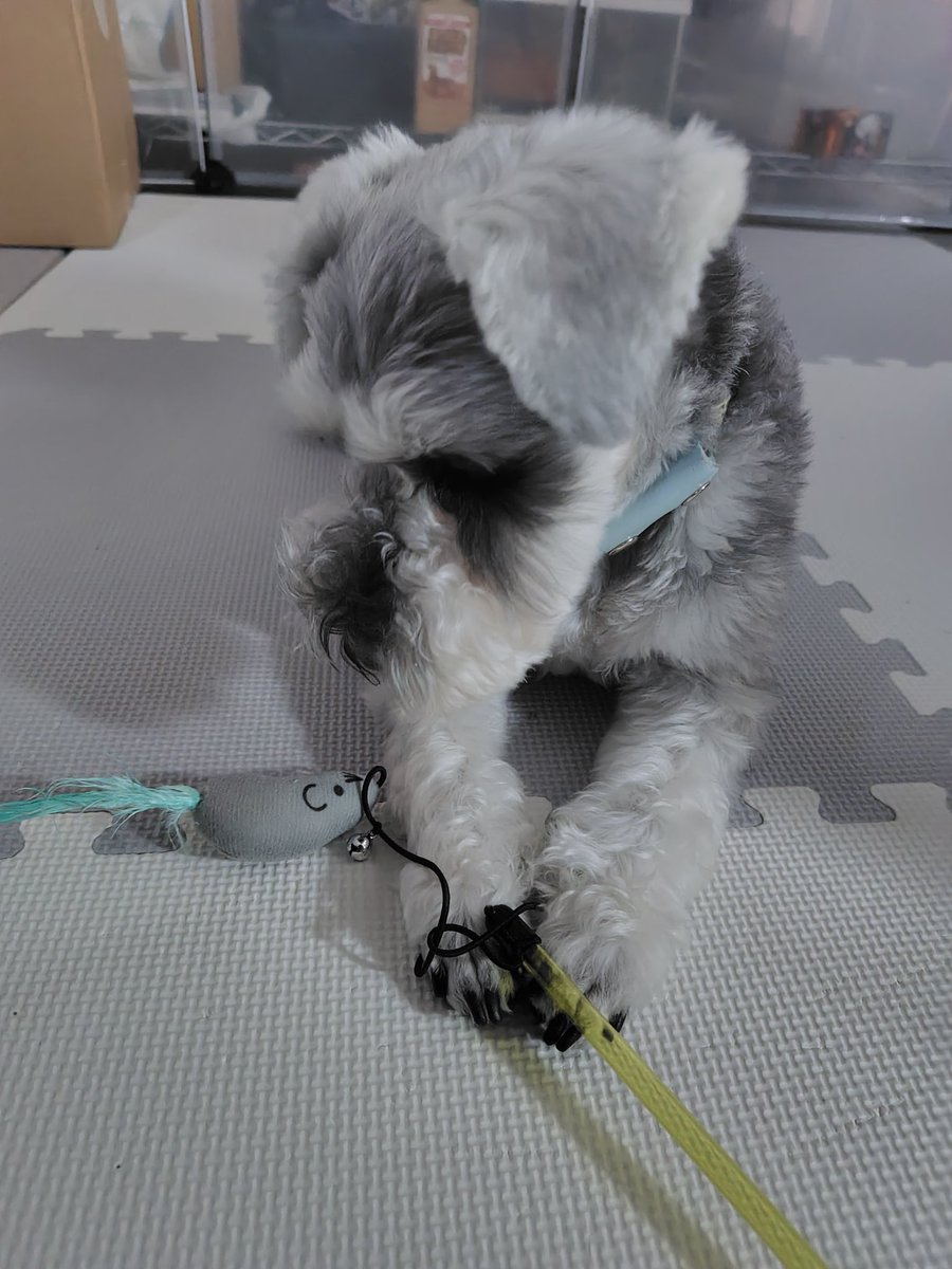 maborin0713's tweet photo. 狩猟本能なのか、猫のおもちゃがお気に入り。 https://t.co/XDnAu5fsVV