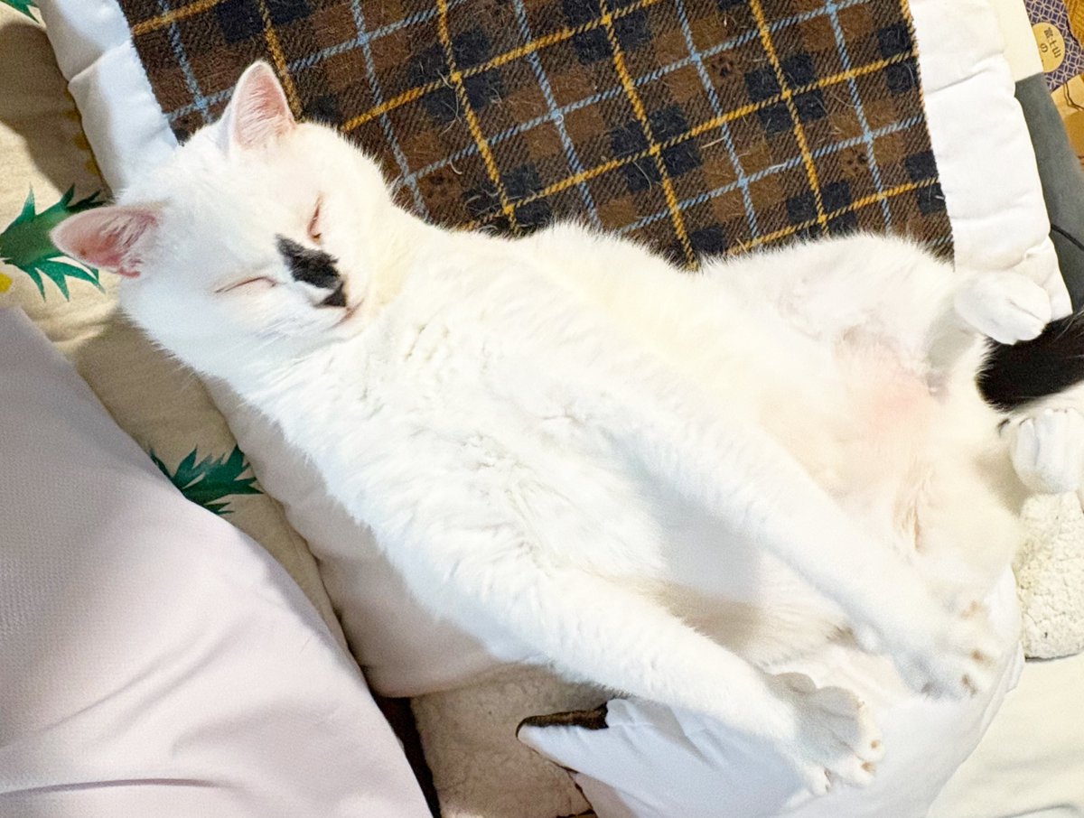 benihakujp's tweet photo. 何かに倒されたにゃ😼 
睡魔ってやつにゃw https://t.co/MwrkS1tXse