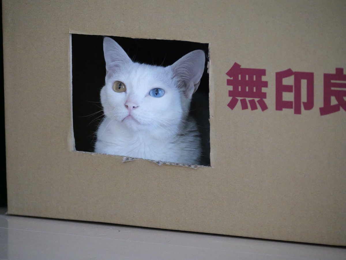 doukana's tweet photo. 無印良品の家からこんにちは https://t.co/ru9EoJqisv