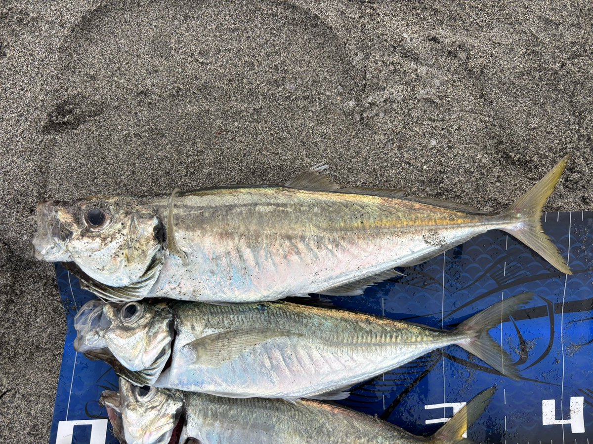 bichaokun's tweet photo. こんないい日は初めて🫢ありがたい😭
4時からポツポツ、6時過ぎまで入れ食い🐟
ベイトで真っ黒😁

ワームの捨てる端っこでまさかのギガアジ全然引きが違う、、、。ニベかと思った💦 https://t.co/Ozgqw2LlCo