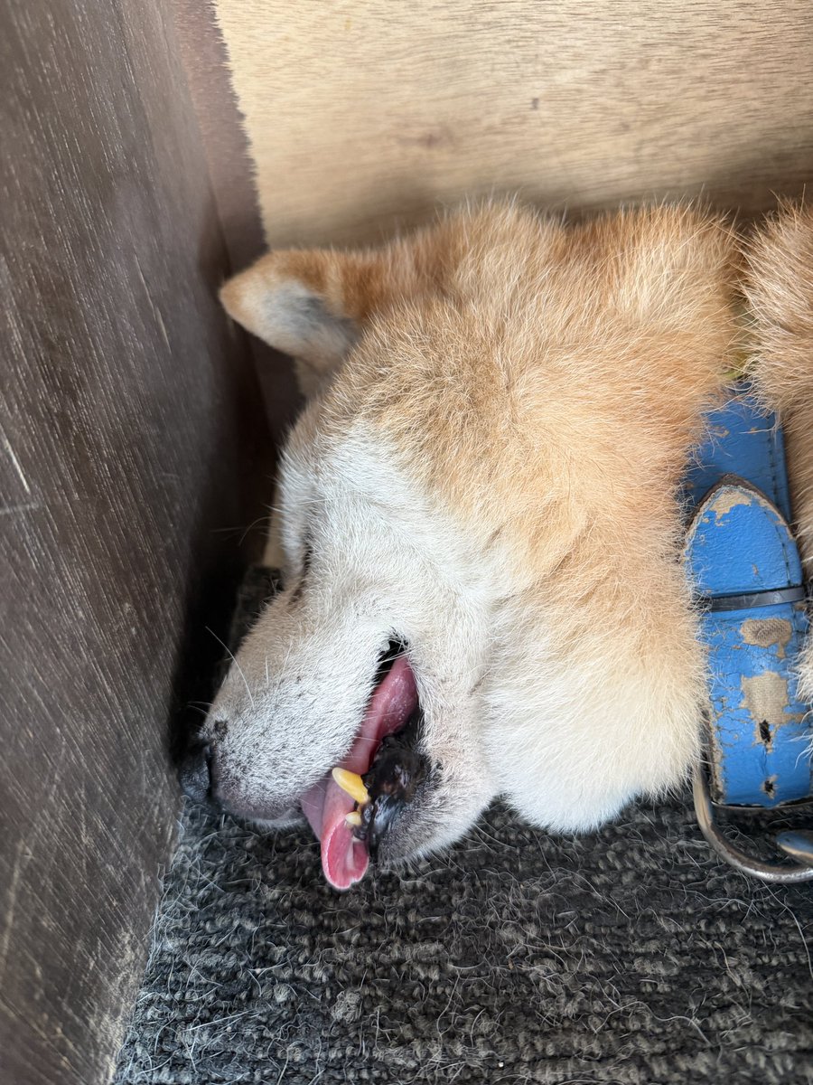 Odiodi2010's tweet photo. すごい顔してる…🐶 https://t.co/MIRR7Rex8R