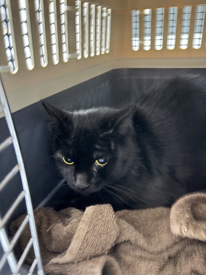 PetfindToronto's tweet photo. #DARLINGSIDE #MORNINGSIDE Pls RT2unite #FOUND #CAT- 12-Jul-26 #Toronto Animal Services A1039570 #PUBLIC L&F 416-338-7297 BLACK DSH F/?Age https://t.co/An9oj0ktgE