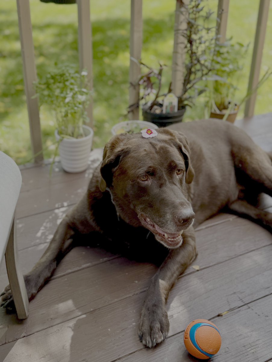 ObiJuanBonJovi's tweet photo. Had to say goodbye today to the sweetest boy ever. Not the smartest dog--not even close. But the most good natured soul imaginable. Knew he was ours from that first day at the shelter when he immediately laid in the mud when we brought him outside, and feel so lucky to have had him in my life for 13 years. Cheers to Obi-Wan 🥹