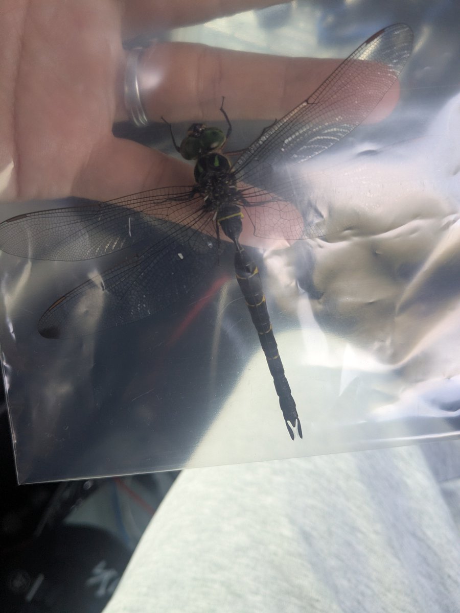 InsecterCatch's tweet photo. 今日の虫採りで見つけた一匹✨
「このトンボの名前」と「オス・メス」までわかる方がいたら教えてください🙇
昆虫好きのみなさんの知識をお借りしたいです！
#虫採り #トンボ #昆虫好き #自然 https://t.co/YGTOnVPNiD