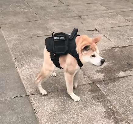 PotatoShibaX's tweet photo. $土豆 is coming for the crown—next stop: flipping $JIMOTHY and becoming Solana’s top dog. 🥔🐕🚀

https://t.co/tAoUu8j4n4

#土豆 #Solana #Memecoin https://t.co/NzASUc4Zhg
