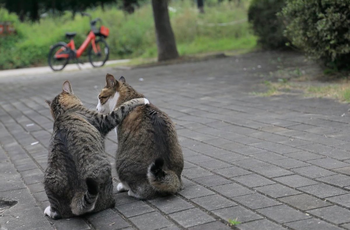 NoCatsNoLife_m's tweet photo. Bro, life’s tough… but I’ve got you. https://t.co/eYu4O49Hjq