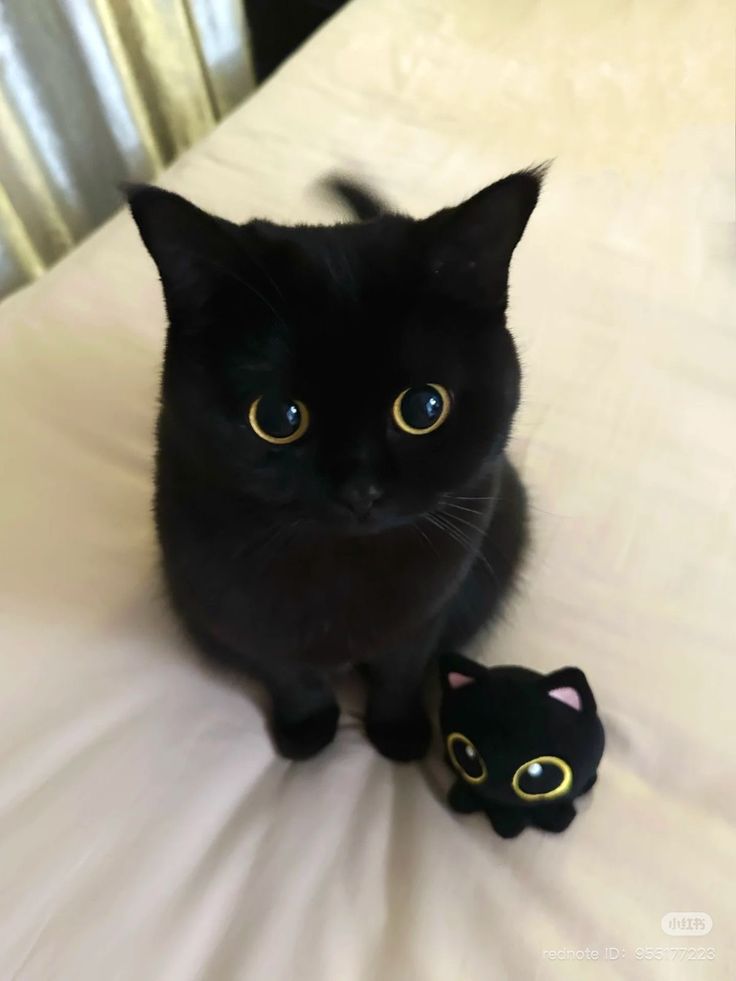 cutedreamvibes tweet picture
