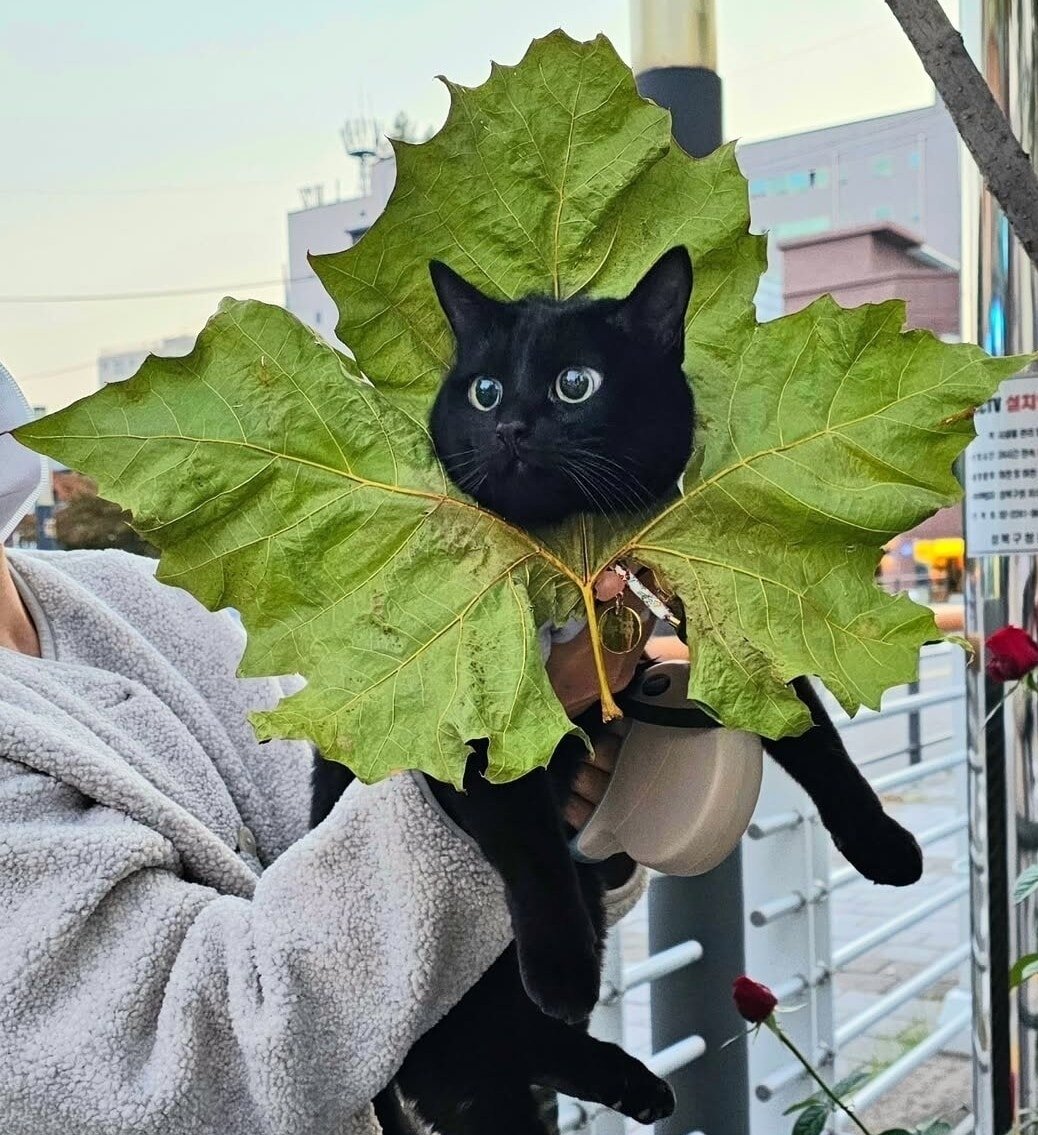 Catsillyness's tweet photo. https://t.co/EVQaMLSYdG