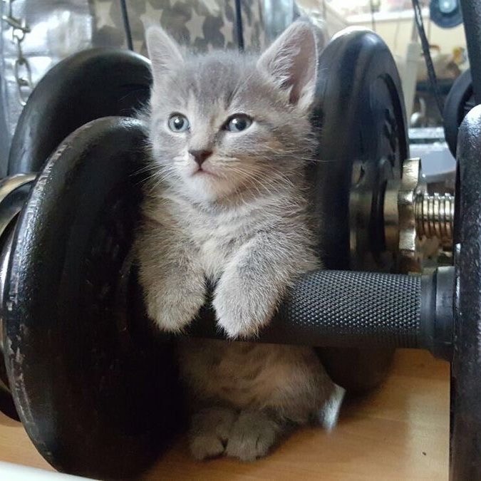 Kittycois's tweet photo. underarmpuuurrrr 🐱🏋️ https://t.co/MUcn3TCHAe