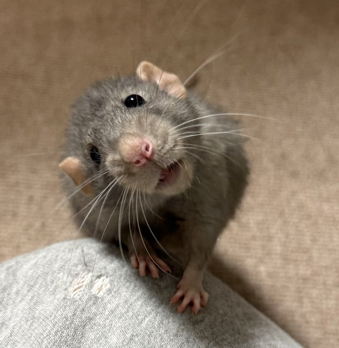 Yujuvizs's tweet photo. POV: You're Trinity Santos back from buying groceries and your rat-like roommate is asking if you remembered to buy avocados https://t.co/U3Cp7WMu4V
