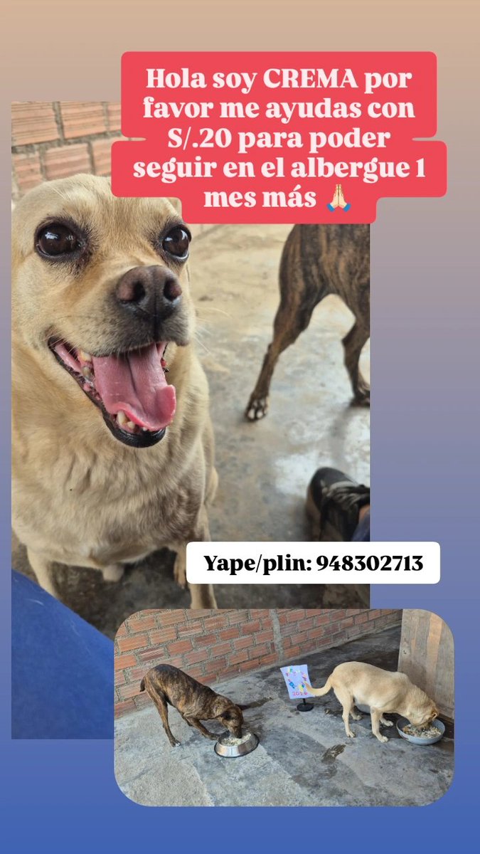 Peluadopres's tweet photo. Ayudemos a CREMITA,🐶🐾❤️🙏🏻
GRACIAS https://t.co/gTw5Z8y6do