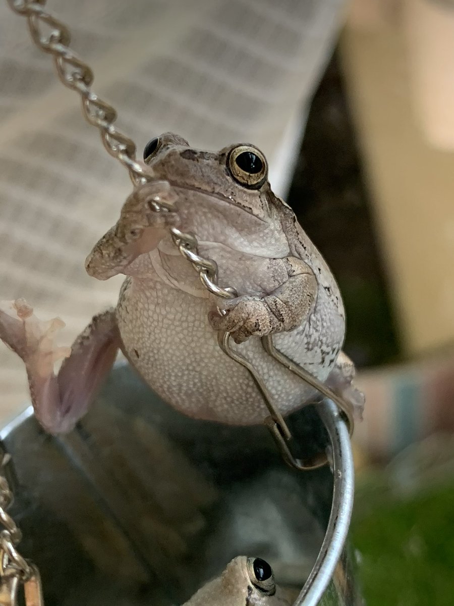 PIYO_KAERU's tweet photo. まるすぎる🐸 https://t.co/FfkpE6593I