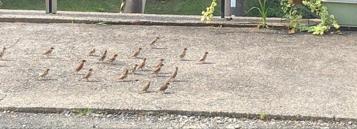 kitayamajin_bot's tweet photo. 外でイッタクロ（スズメ）らがうるさいので、何事かと思ったら、なんなの？？？整列しとる！

よーく見てみたら、長〜い細〜いヘビでした🐍
イッタクロ、スイミーみたいにみんな集まって大きくなって、みんなで威嚇声出すのね。逃げるとかじゃない選択に驚き。 https://t.co/Qe9Vjm5i0N