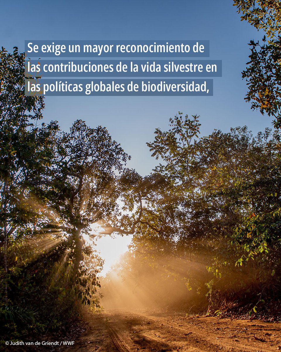 WWF_LAC's tweet photo. Es urgente que las políticas públicas globales, como el histórico Marco Mundial de Biodiversidad, prioricen la conservación y comprometan a las naciones a detener esta pérdida para el 2030.

🌎 Al final, proteger la vida silvestre es fundamental para la supervivencia humana. https://t.co/eWpaG16u44