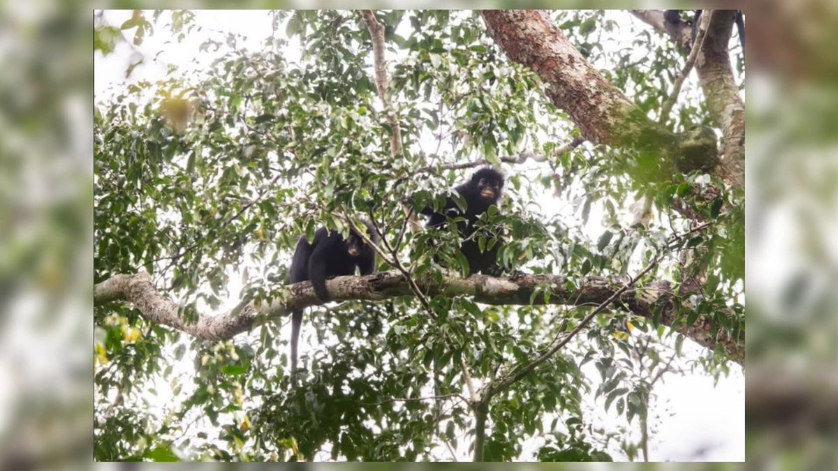 Katsuva_R's tweet photo. 🐒 Une nouvelle espèce de singe aux contours des lèvres orange découverte en République démocratique de Congo
https://t.co/9iY4hkjABR https://t.co/C15rcY5eb1