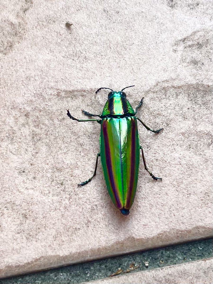 hare_moji's tweet photo. 夏休み初日、朝4時半に家を出て5時に山に入ったもののカブトはおらず。クロアゲハ2匹とタマムシとミヤマカミキリ(私絶叫)は捕まえた⛰️散歩してたおじいさん(70代〜80代?)が「わしがちいさい時分はな」とおすすめスポットを教えてくれ、おじいさんの幼少期を想像してエモりました。(写真は虫注意⚠️) https://t.co/Jhy1hDW9Ph