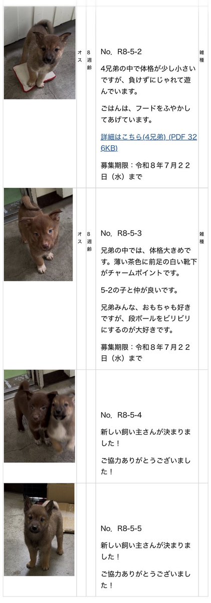 Apple20130506's tweet photo. 北見保健所さん
こちらのチビわんずがずっとのお家を探しています。 #拡散希望 #北海道 #里親募集 #保健所 #北見市
 https://t.co/JVAhiIC6Pq https://t.co/tCVYroZPu6