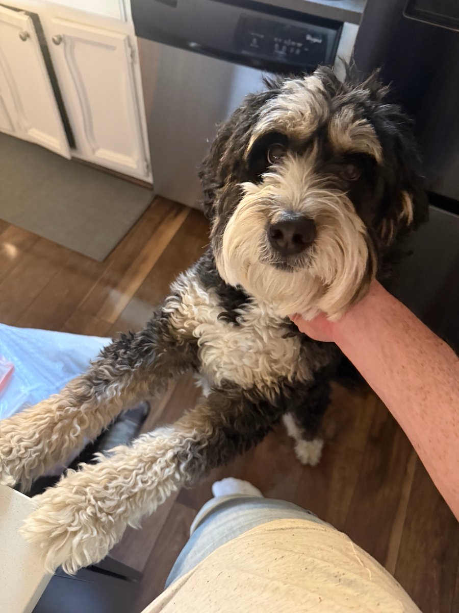 EliMcCann's tweet photo. POV: I just sneezed and he needs me to comfort him. https://t.co/8XoW8bMKNT