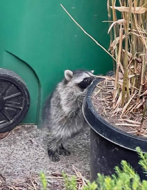 Jimothy The Raccoon tweet media