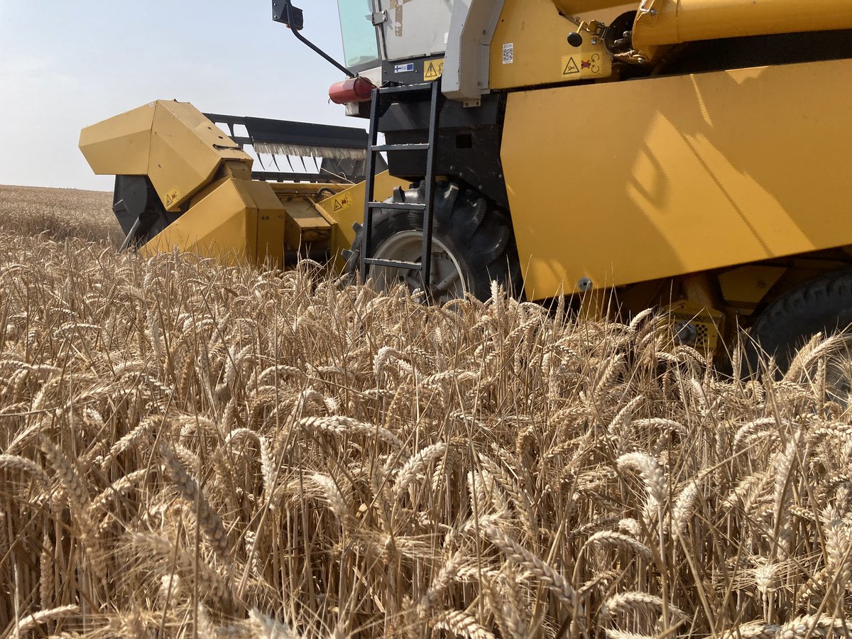 naked_barley's tweet photo. Harvested wheat variety blends trials @HarperAdamsUni for @AHDB_Cereals https://t.co/vOvwGej0pa