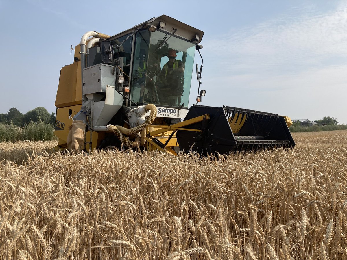naked_barley's tweet photo. Harvested wheat variety blends trials @HarperAdamsUni for @AHDB_Cereals https://t.co/vOvwGej0pa