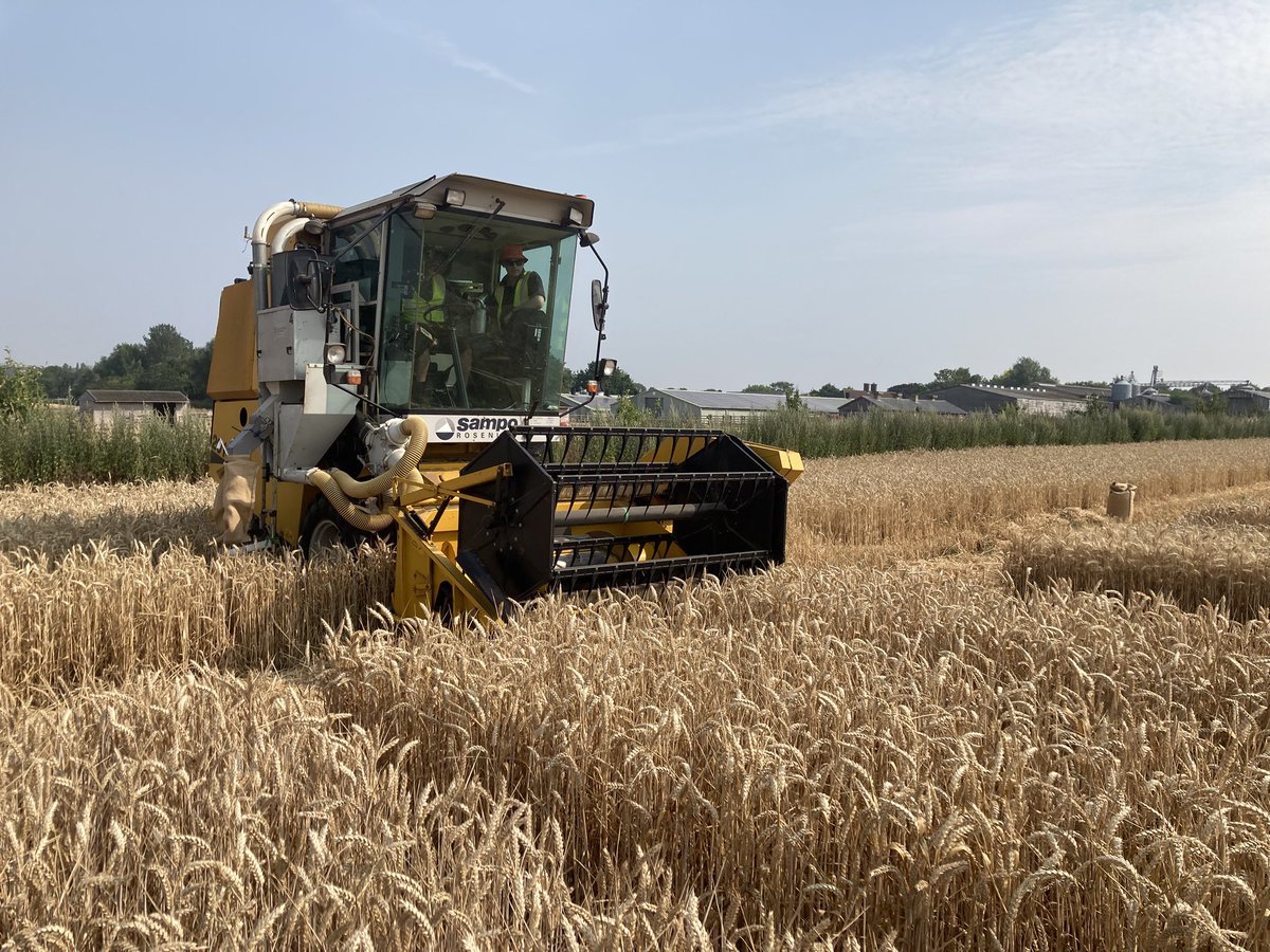 naked_barley's tweet photo. Harvested wheat variety blends trials @HarperAdamsUni for @AHDB_Cereals https://t.co/vOvwGej0pa
