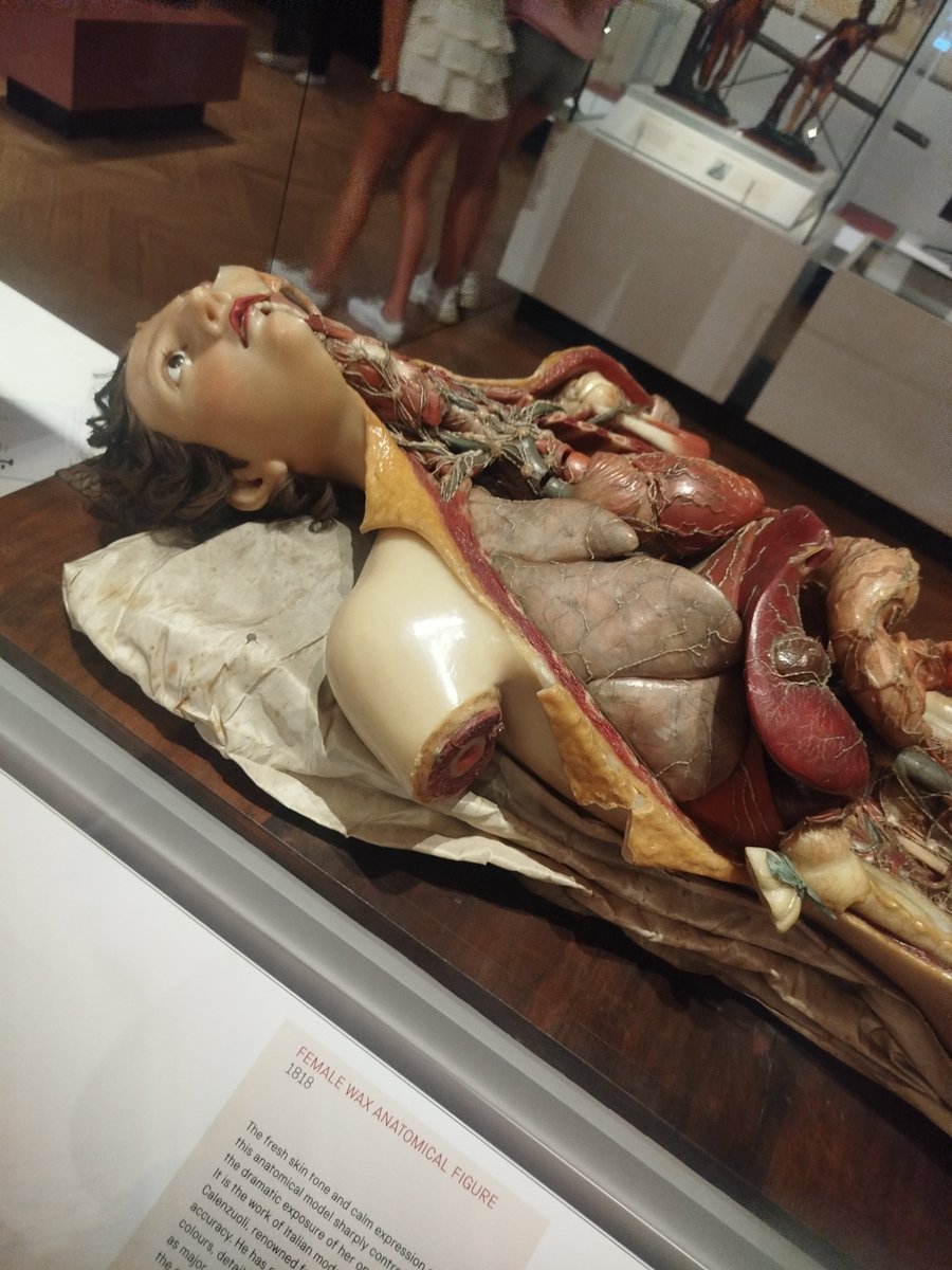 yaaroxoxo's tweet photo. Type of shit you see after clicking on the "small sesh🧵" photo  #shtwt (original "Female wax anatomical model 1818" by the Italian model-maker Francesco Calenzuoli, located at the London science museum) https://t.co/bkIgEpXp0l