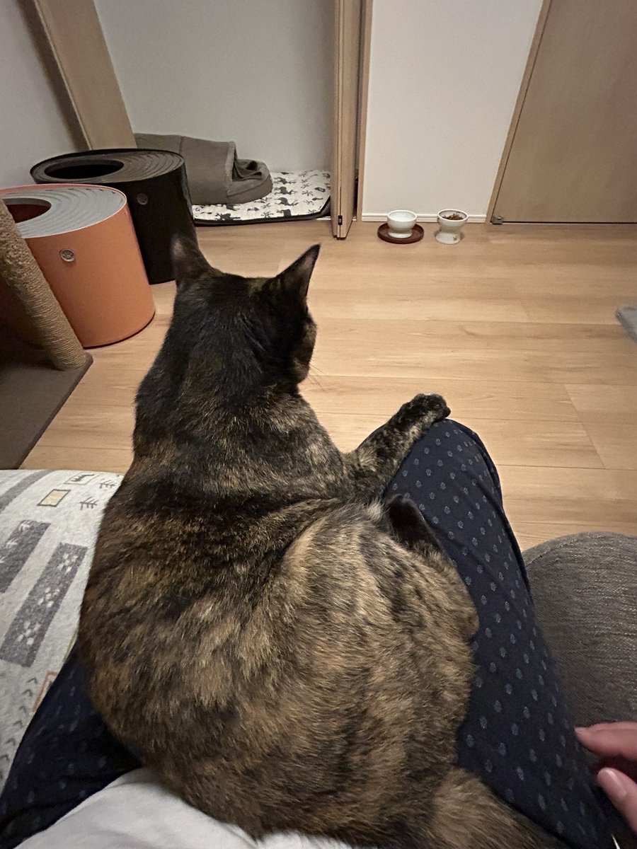 黒猫ロンとサビ猫ラムとお母さん tweet media