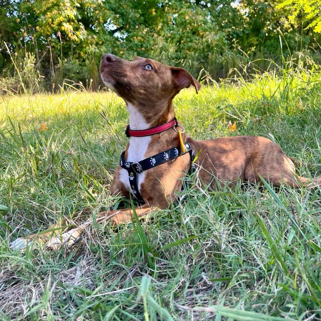 elcampito's tweet photo. Info sobre Teo
🐾 Edad: 10 meses
✂️ Salud: Ya está castrado.
🧡 Carácter: Hermoso, acostumbrado a la vida en familia y listo para dar amor incondicional.

No dejemos que sufra el estrés de volver al refu.
Necesitamos una familia definitiva. 🙏🏻
 ▶️ adoptantesdelcampito@gmail.com https://t.co/GzwJHOSO8u