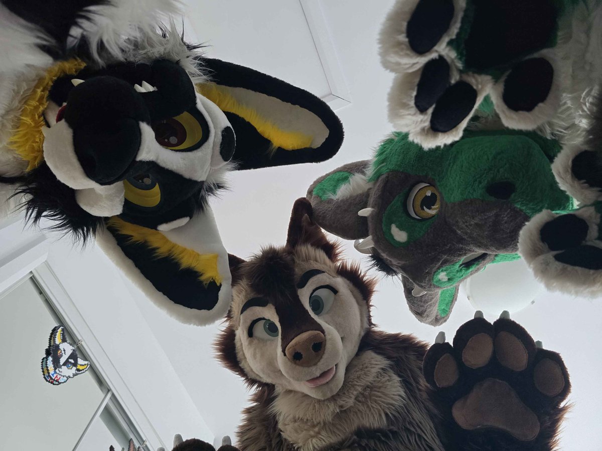 mazeyrabbit's tweet photo. HAPPY #FURSUITFRIDAY EVERYONE, ah you're finally awake! @Yin_Rave  , @AmarokHusky 

📸-> TerryCoyote (Can't find his twitter) https://t.co/nLGgrm5TkU