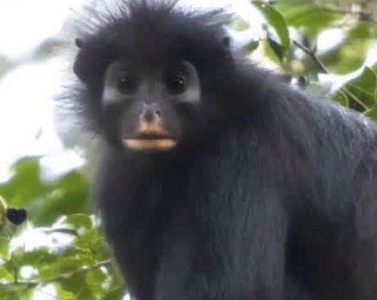 Puppieslover's tweet photo. New species of Monkeys with Smiley orange lips discovered in the forest of Congo https://t.co/geMFmJ0bt8