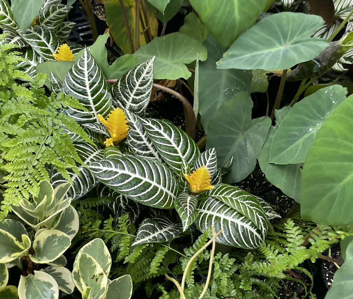 SylvieDahl's tweet photo. #FlowersOnFriday #FlowerReport zebra plant at Walmart awaits adoption #AlohaFriday https://t.co/Zn6FH4bfmJ