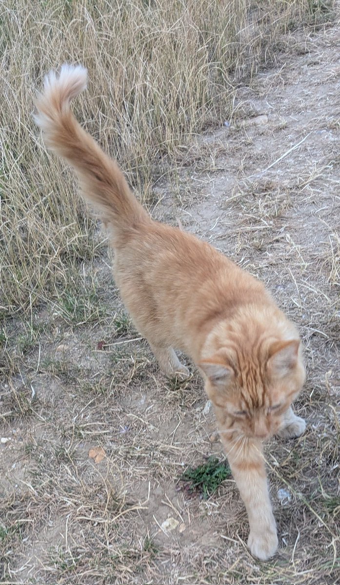 DirkSwaller54's tweet photo. I might have discovered a stray cat in #rickmansworth.
///wiping.cheek.guides https://t.co/urapzciQCw