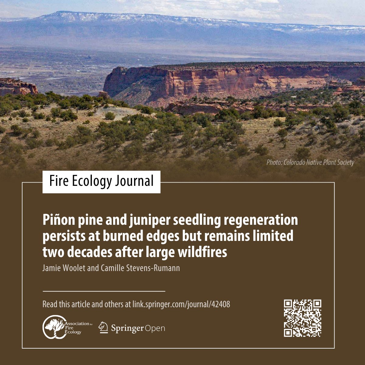 fireecology's tweet photo. Read "Piñon pine and juniper seedling regeneration persists at burned edges but remains limited two decades after large wildfires" by Jamie Woolet and Camille Stevens-Rumann in the #FireEcology Journal #SNFECO https://t.co/MCKZ110NPl https://t.co/0kZFELtMe7