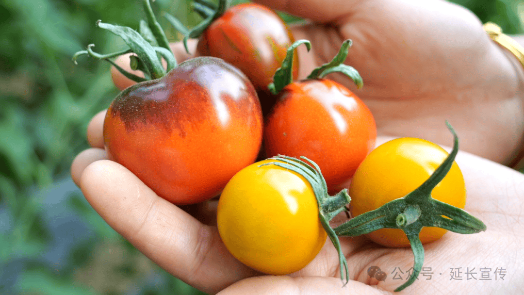 jjjhhh_0215's tweet photo. Just tried the new organic cherry tomatoes from the local farmers' market—juicy, sweet, zero weird aftertaste. Perfect for quick salads or snacking!  #FreshFind #LocalProduce， https://t.co/md3TCTsdWK