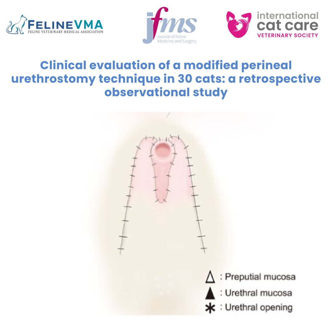 CatVets's tweet photo. 📣 “Clinical evaluation of a modified perineal urethrostomy technique in 30 cats: a retrospective observational study.”

🔗 https://t.co/EuZClLZxUU 

#OpenAccess #FelineHealth #JFMS #CKD https://t.co/8W5pIaZAHW