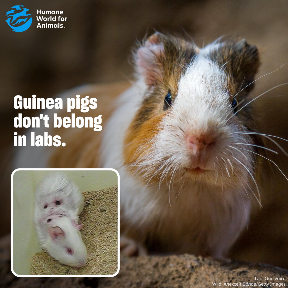 humaneactfund's tweet photo. In their natural environment, guinea pigs—called cavies—live in small family groups and can cover significant distances to forage 🐹

But in labs, they’re subjected to harmful experiments and often spend their entire lives in small, barren cages. Guinea pigs don't belong in labs 💔