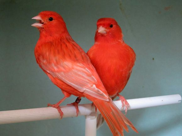 temmieleftista's tweet photo. Republique se você gosta do canário belga vermelho!
E curta se você quer ter uma fantasia de um desses algum dia!

#gentiltwt https://t.co/IXlqF12pMo