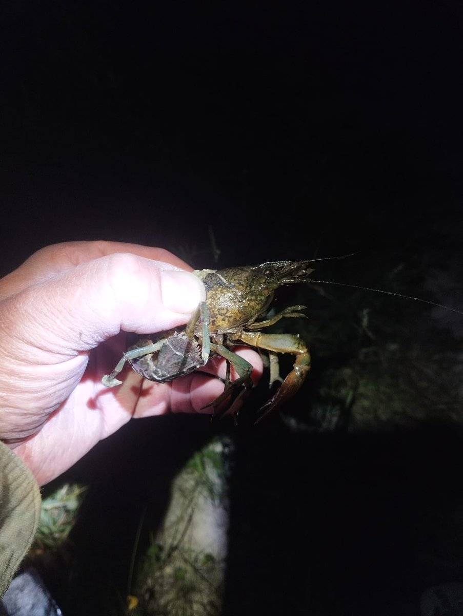 VojtechKolar1's tweet photo. Heleďte je to strašně jednoduchý - co máte na dvorku (zahradě, akvárku) nechte si na dvorku! Minulý týden jsme bohužel potvrdili stále výskyt nepůvodního raka mramorovaného na Radovesické výsypce u Bíliny! Poprvé jsme ho našli ve vedlejší tůni v roce 2016! https://t.co/tcqG1v0sbC