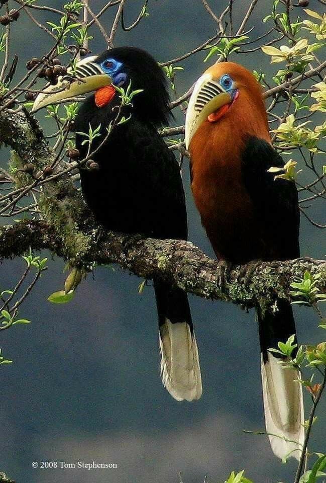 LovelyBirdammv's tweet photo. Beautiful birds. https://t.co/2VEmUMMCie